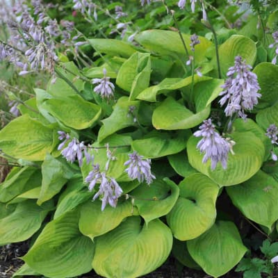 Green hosta plant with lavender flower spikes