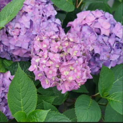 Cluster of pink and lavender hydrangea blooms