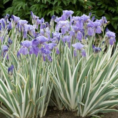Purple irises growing in a garden bed with variegated sword-like foliage.