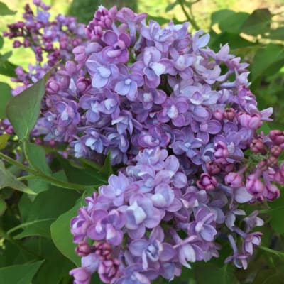 Cluster of purple lilac blossoms with green leaves