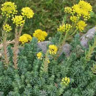 Yellow wildflowers growing among dense green foliage and rocks