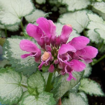 Pink flowers among variegated green leaves