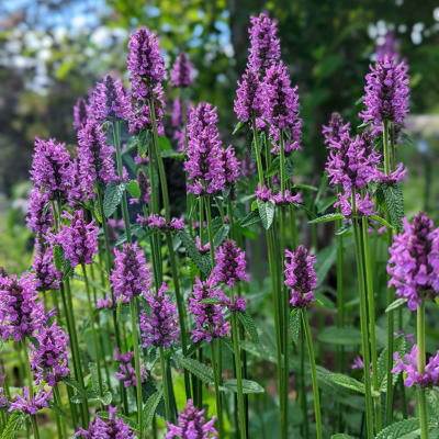 Purple flower spikes in a garden setting