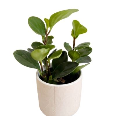 Potted green plant with oval leaves in a cream ceramic pot