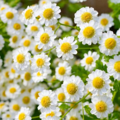 Cluster of small white daisies with yellow centers