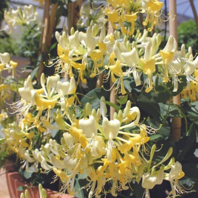 Clusters of pale yellow and white trumpet-shaped flowers on a vine