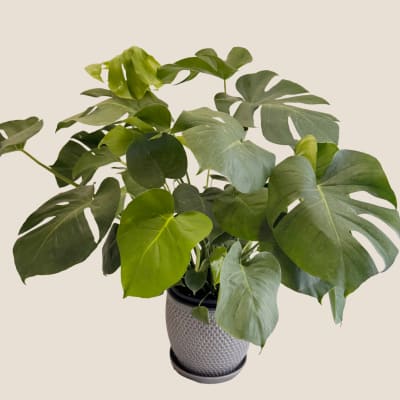 Potted monstera plant with large split green leaves in a textured gray pot
