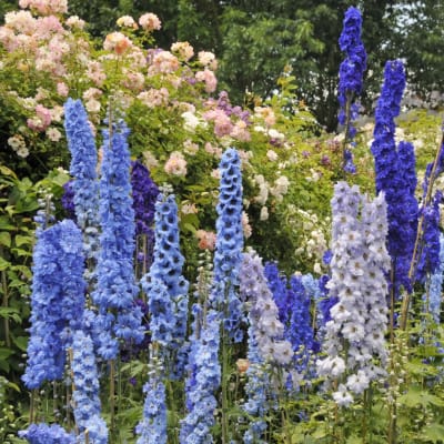 Tall blue and white delphinium spikes in a garden setting