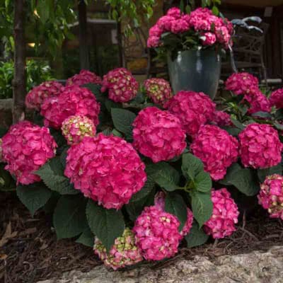 Pink hydrangea blooms in a dark pot outdoors