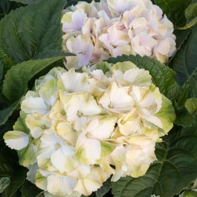 Two pale hydrangea blooms surrounded by dark green leaves