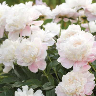 White and pale pink peony blooms in a garden setting