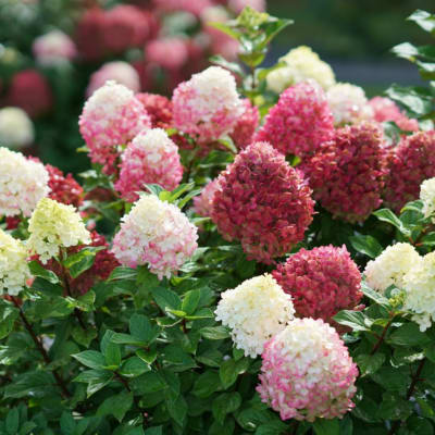 Clusters of pink and white hydrangea blooms in a garden setting