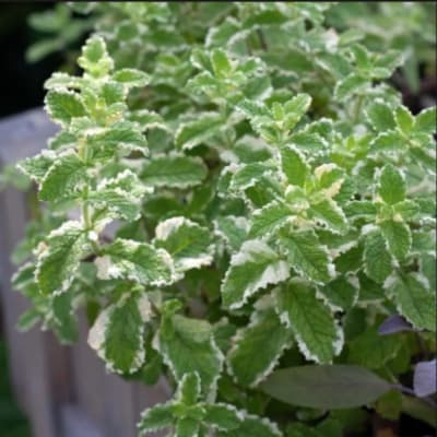 Variegated green potted plant with white-edged leaves