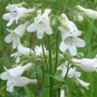 White bell-shaped flowers on tall green stems against a blurred green background
