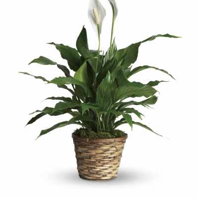 Modern Spathiphyllum Plant by BloomNation™