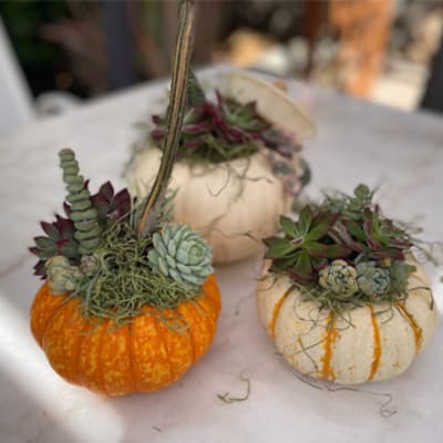 Live Pumpkin Succulent Garden Mini