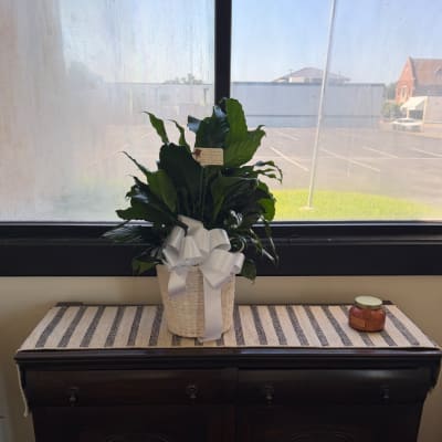 Potted green plant in a woven basket with a white ribbon bow