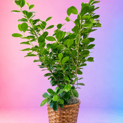 Potted green plant in a woven basket planter