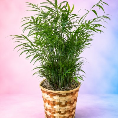 Potted green palm plant in a woven basket