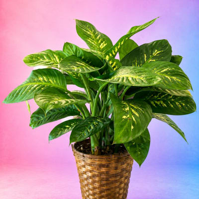 Potted green houseplant with variegated leaves in a woven basket