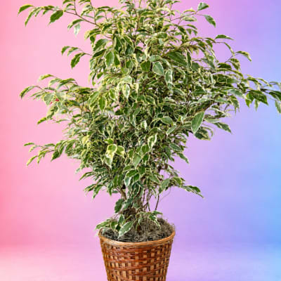 Variegated potted tree in a woven basket planter