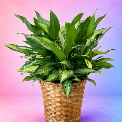 Potted green foliage plant in a woven basket