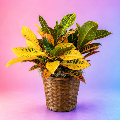 Croton plant in a woven basket pot against a pink and blue background
