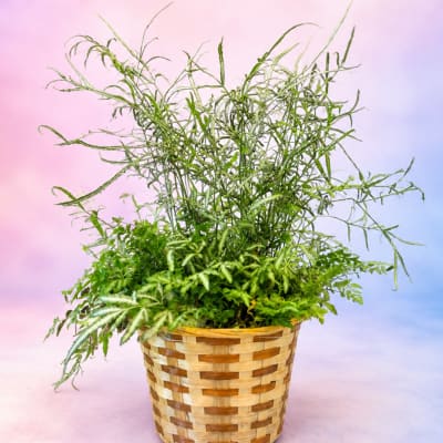Potted green fern arrangement in a woven basket planter