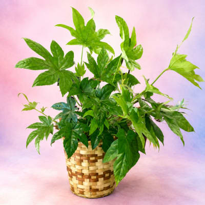 Potted green houseplant in a woven basket planter