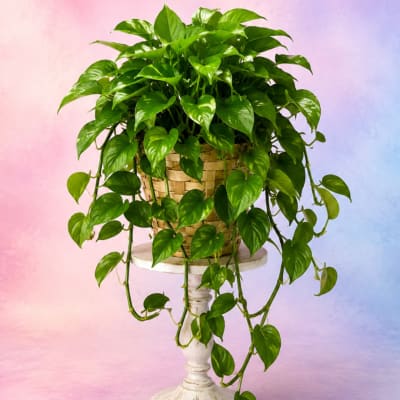 Trailing green houseplant in a woven basket on a white pedestal stand