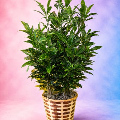 Potted leafy plant in a woven basket planter