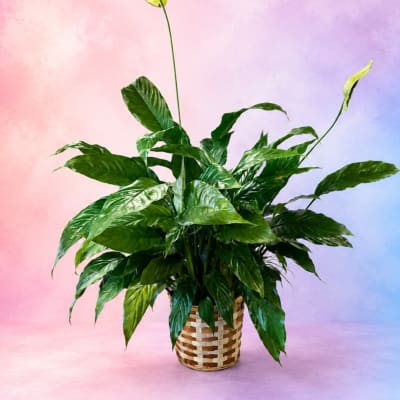 Potted green houseplant in a woven basket planter