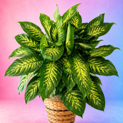 Potted leafy plant with green and yellow variegated leaves in a woven basket