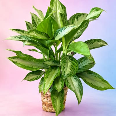 Potted green houseplant in a woven basket