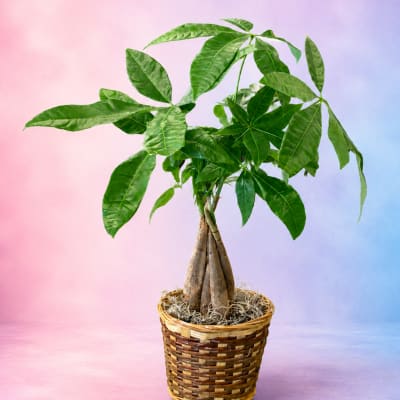 Potted money tree plant in a woven basket
