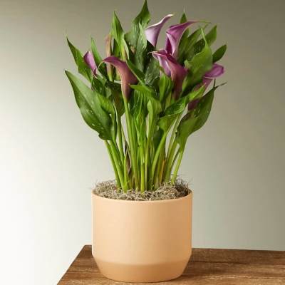 Purple calla lilies in a peach-colored pot