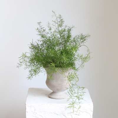 Foxtail Fern Urn