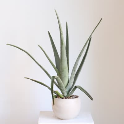 Potted aloe plant with long pointed leaves in a white ceramic pot