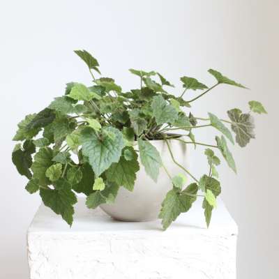 Potted green plant with trailing serrated leaves in a white ceramic pot