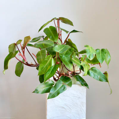 Potted leafy green plant in a white textured container
