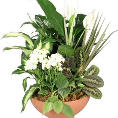 Blooming Dish Garden Green & Blooming Plants