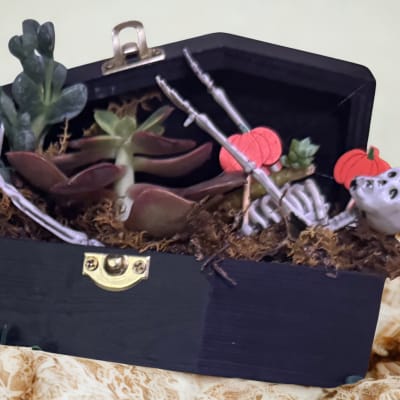 Mini Coffin with Succulents