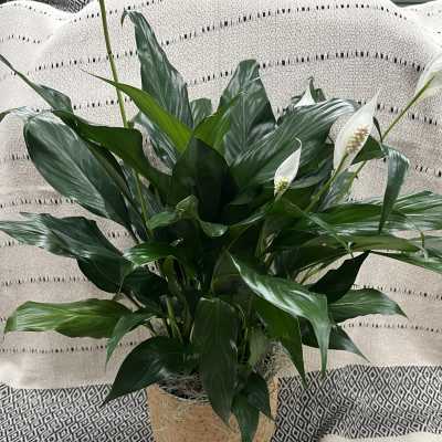 Potted peace lily plant with white blooms