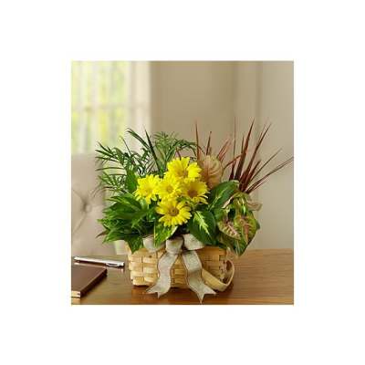 Basket arrangement with yellow daisies and mixed foliage