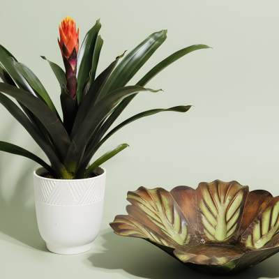 Potted bromeliad with orange bloom beside a decorative leaf-shaped bowl