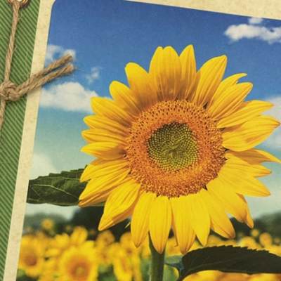 Sunflower on a printed card with a blue sky background