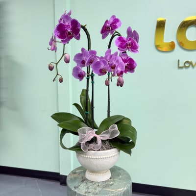 Purple orchids arranged in a white pedestal pot with a pink ribbon