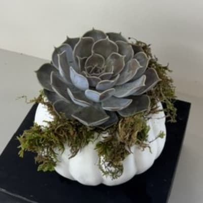 Gray succulent arrangement in a white pumpkin container with moss