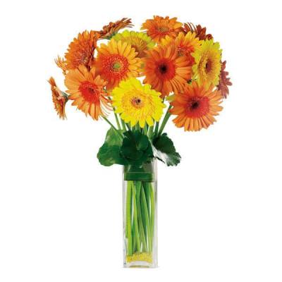 Gerbera Garden