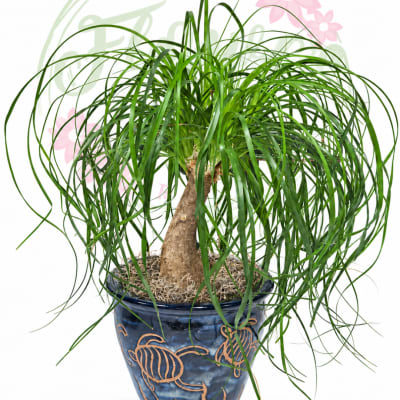 Potted ponytail palm in a blue ceramic pot